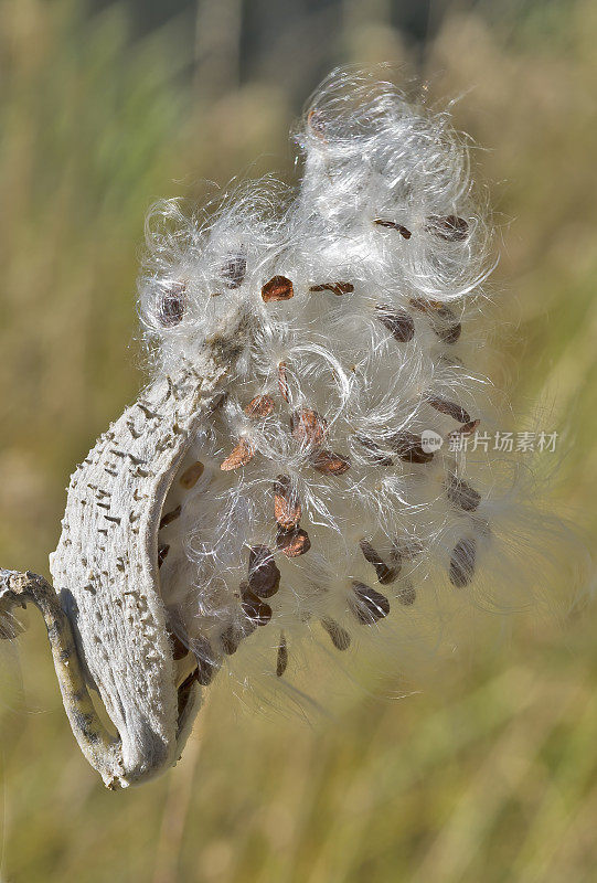 Asclepias speciosa是马利筋的一种，通常被称为艳丽的马利筋。它原产于北美西部。心皮和种子。加州约塞米蒂国家公园。夹竹桃科。